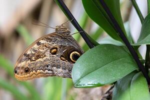 Forest giant owl, Caligo eurilochus photo