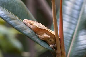 pestaña geco, correlophus ciliatus foto