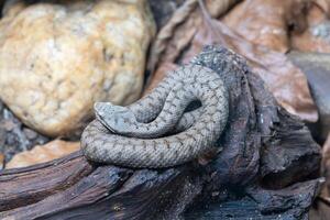 áspid víbora, vipera aspis foto