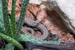 áspid víbora, vipera aspis foto