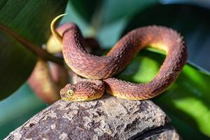 hoja víbora, atheris squamigera foto