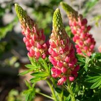 Garden Lupin, Lupinus polyphyllus photo