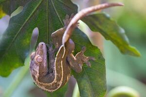 pestaña geco, correlophus ciliatus foto