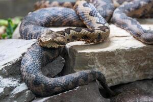 nariz con cuernos víbora, vipera amoditas foto