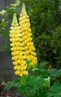 Garden Lupin, Lupinus polyphyllus photo