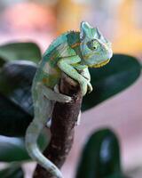 Yemen chameleon, Chamaeleo calyptratus photo