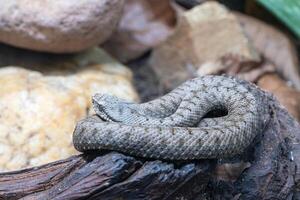 áspid víbora, vipera aspis foto