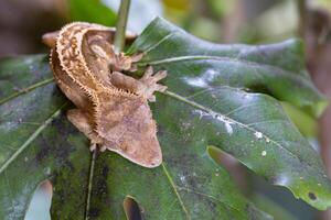 pestaña geco, correlophus ciliatus foto