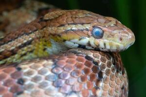 oriental maíz serpiente, pantherophis guttatus foto