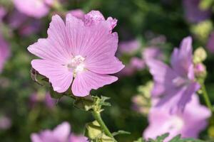 común malva, malva Sylvestris foto