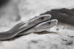 negro tipo de serpiente venenosa, dendroaspis polilepis foto