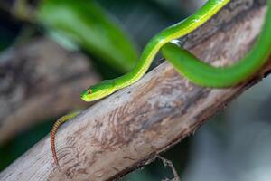 verde pozo víbora, trimeresurus albolabris foto