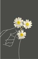 Silhouette of a hand holding three white daisies on a gray background vector