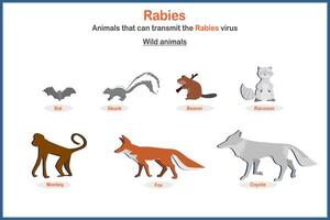 Medical illustration in flat style. The concept of rabies s from wild animals such as bats, skunks, beavers, raccoons, monkeys, wolves, foxes, coyotes. vector