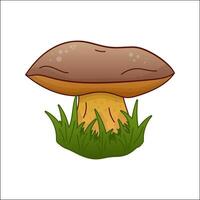 Oak mushroom, boletus isolated illustration. Theme plants, botanists, mushrooms in cartoon. Design element for theme forest mushrooms, menu, ingredient, recipes, organic products, etc. vector