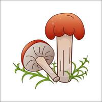 Russula, boletus color isolated illustration. Theme plants, botanists, mushrooms in cartoon. Design element for theme forest mushrooms, menu, forest, ingredient, recipes, organic products, etc. vector