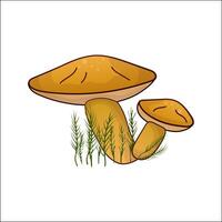 Boletus isolated illustration. Theme plants, botanists, mushrooms in cartoon. Design element for theme forest mushrooms, menu, ingredient, recipes, organic products, etc. vector