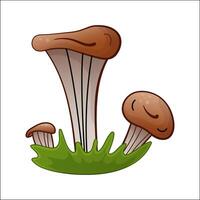 Oyster mushrooms isolated illustration. Theme of plants, botanists in cartoon style. vector