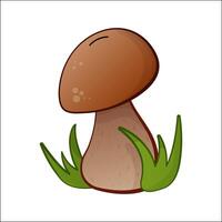 Porcini mushroom, boletus isolated illustration. Theme plants, botanists, mushrooms in cartoon. Design element for theme forest mushrooms, menu, ingredient, recipes, organic products, etc. vector