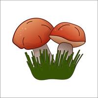 Russula, boletus color isolated illustration. Theme plants, botanists, mushrooms in cartoon. Design element for theme forest mushrooms, menu, forest, ingredient, recipes, organic products, etc. vector