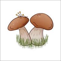 Porcini mushroom, boletus isolated illustration. Theme plants, botanists, mushrooms in cartoon. Design element for theme forest mushrooms, menu, ingredient, recipes, organic products, etc. vector