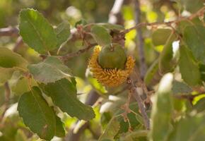 Oak acorn on the branch. Oak branch with green leaves and acorns on a sunny day. Oak tree in summer. Blurred leaf background. Closeup, selective focus. photo