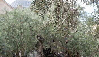 Old olive tree trunk and branches. Selective focus photo