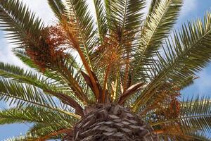 Palms branches with dates under blue sky. Light clouds, sunny day photo