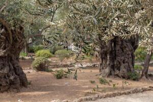 antiguo aceituna árbol maletero y sucursales. foto