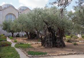 Old olive trees in the garden of Gethsemane, Jerusalem photo