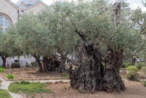 Old olive trees in the garden of Gethsemane, Jerusalem photo