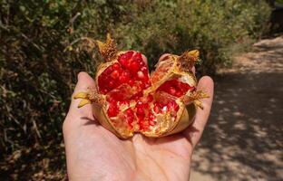 Ripe pomegranate in the men hand. Harvest concept. Selective focus. photo