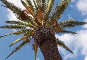 Palms branches with dates under blue sky. Light clouds, sunny day photo