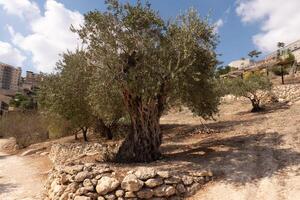 antiguo aceituna árbol maletero y sucursales. foto