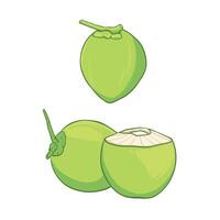 illustration of whole and half green young coconut. vector