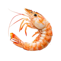 Red boiled prawn or tiger shrimp as package design element png