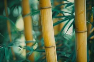 Golden Bamboo Stalks Amongst Green Foliage photo