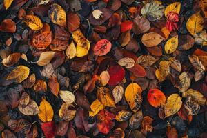 Colorful Autumn Leaves on Wet Ground photo