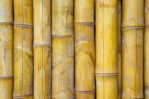 Sunny Yellow Bamboo Stalks in Close View photo