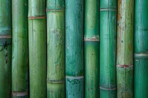 Cluster of Green Bamboo Poles with Natural Markings photo