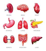 humano interno órganos colocar. bazo, cerebro, corazón, estómago, pulmones, páncreas, riñones, intestinos y hígado. ilustración vector