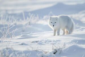 Arctic Fox in Pristine Snowy Wilderness. photo