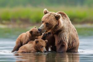 madre marrón oso con cachorros en el agua. foto