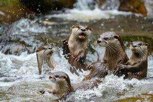 Otters Frolicking in a River Stream. photo
