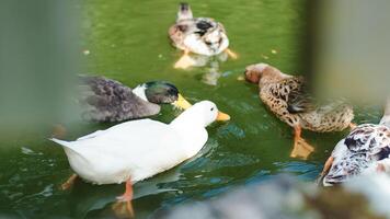 Beautiful ducks eat in the pond in the Aspromonte National Park in Calabria photo