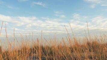 Dry Plants In The Desert Near The Coast Ocean photo