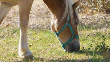 hermosa caballos pacíficamente comiendo césped en un campo en calabria foto