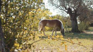 hermosa marrón y rubia caballo disfrutando su hora en un campo en abruzos foto