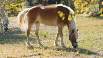hermosa caballos pacíficamente comiendo césped en un campo en calabria foto