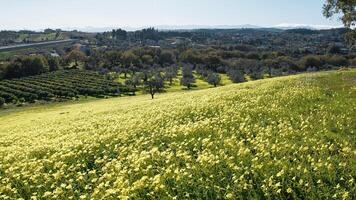 Spring With Yellow Sorrel Flowers In Nature Sicily Park photo